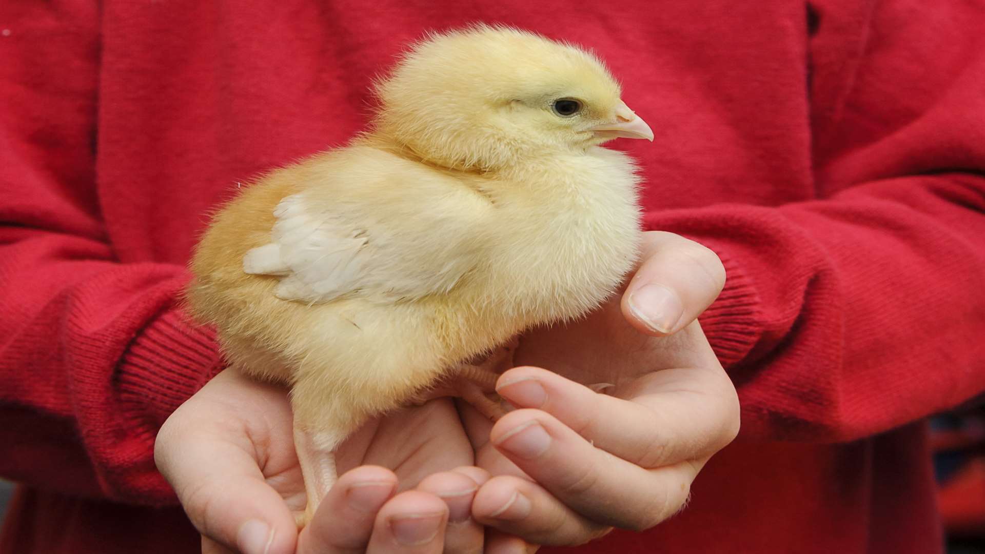 Many schools and nurseries are using so-called chick kits