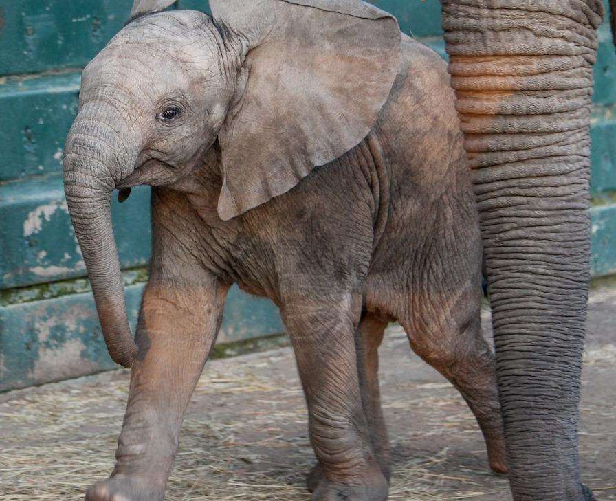 The keepers will be talking about the elephants at Howletts