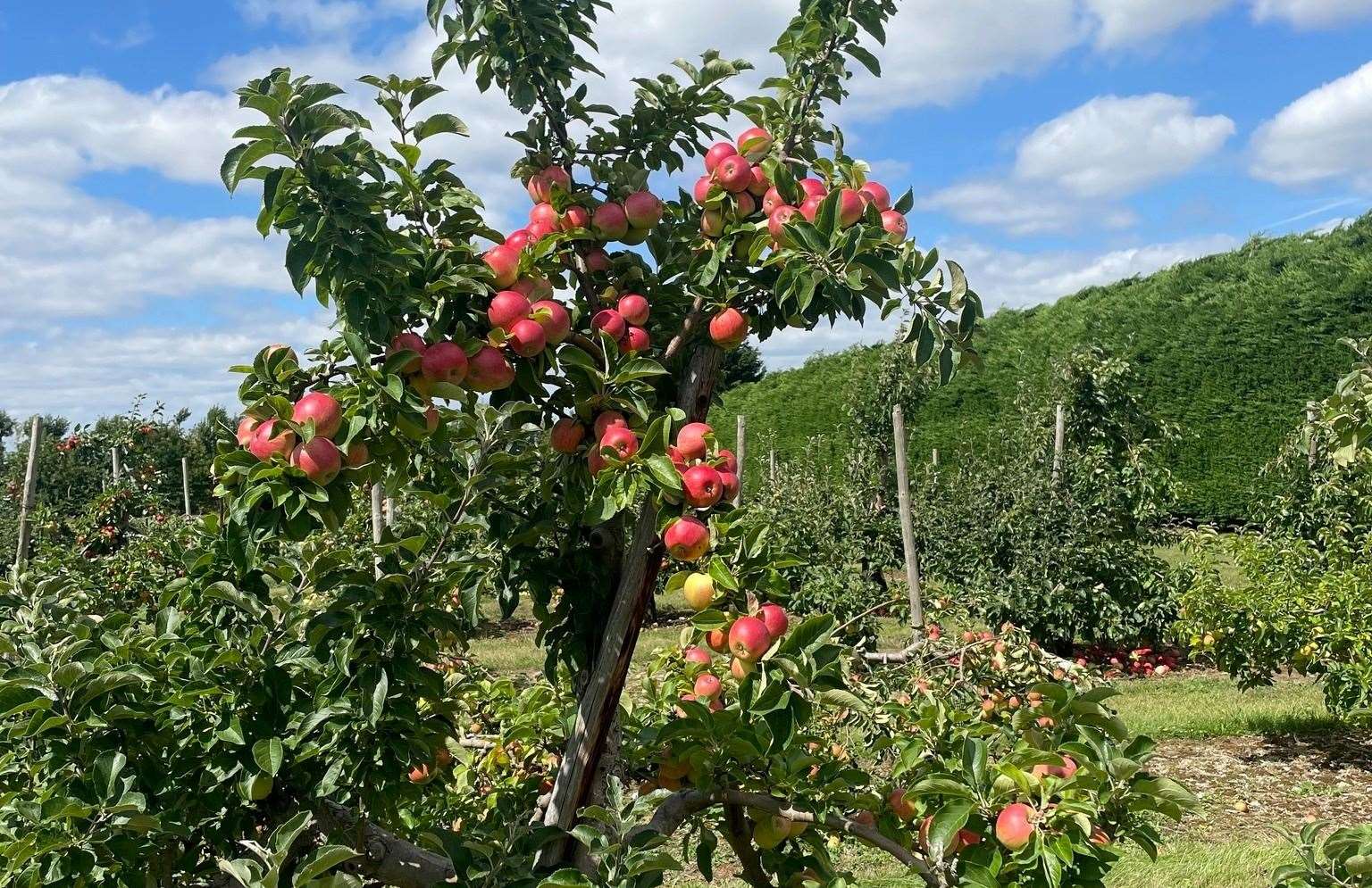 The annual fruit fair returns to Brogdale with orchard tours, apple picking and tasting sessions. Picture: Facebook / Brogdale Collections