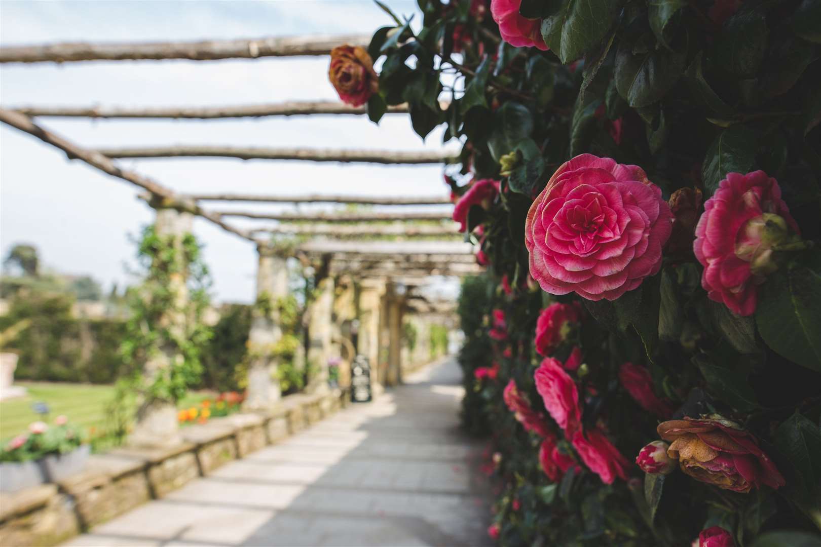 Hever Castle's gardens and grounds are reopening to the public