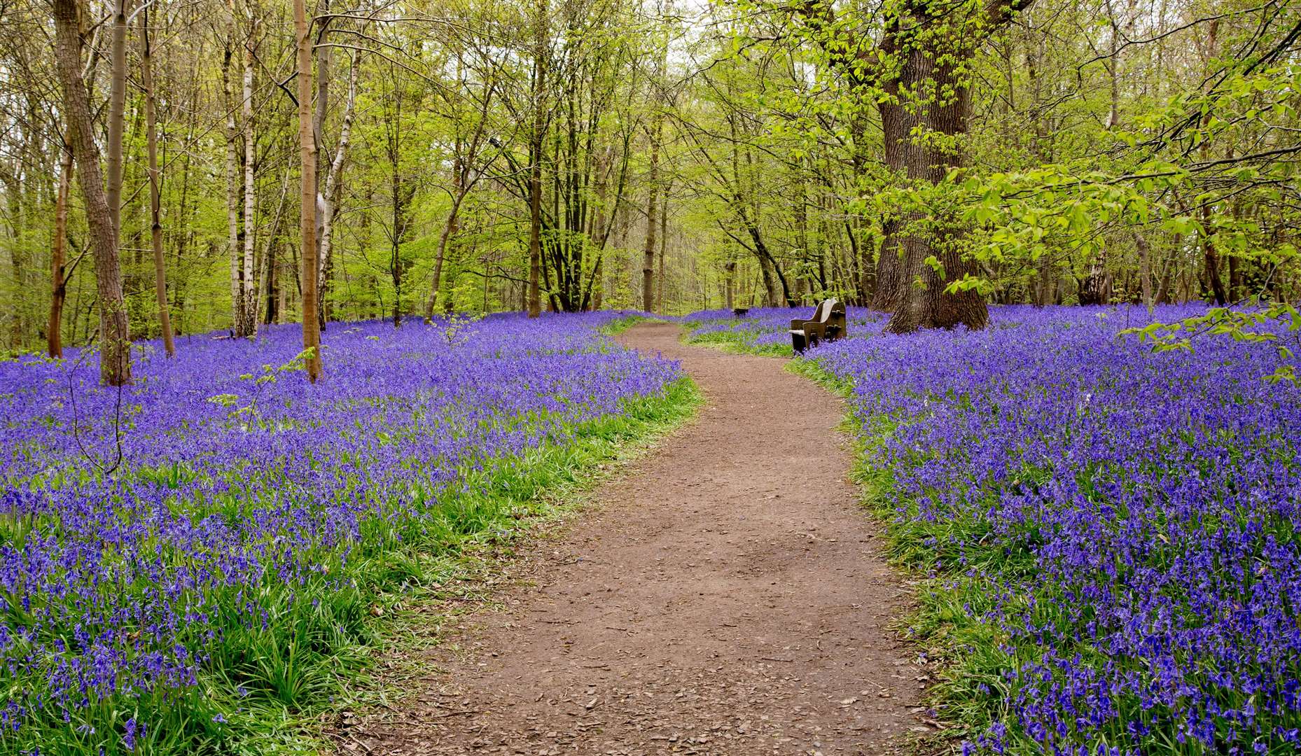 The popular Bluebell Spectacular will return to Hole Park for around four weeks from mid-April to mid-May. Picture: Stuart Kirk