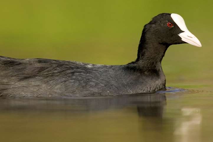 Will you spot a coot at Sevenoaks Wildlife Reserve?