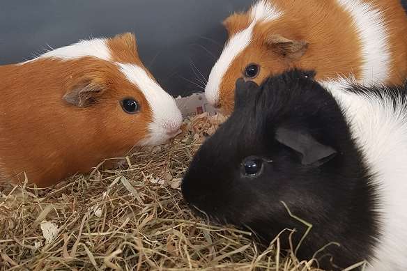 Guinea pigs like to live in groups