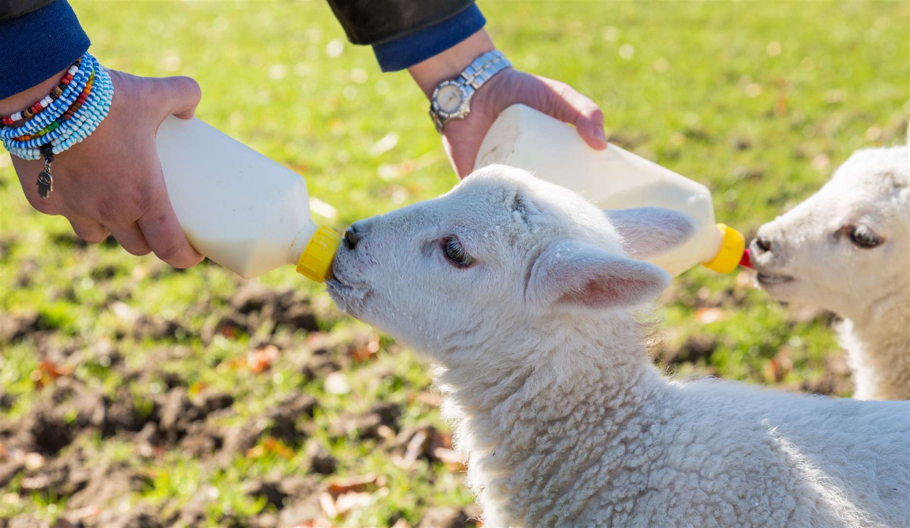 At many farms, handlers and farmers bottle-fed the lambs themselves. Picture: iStock