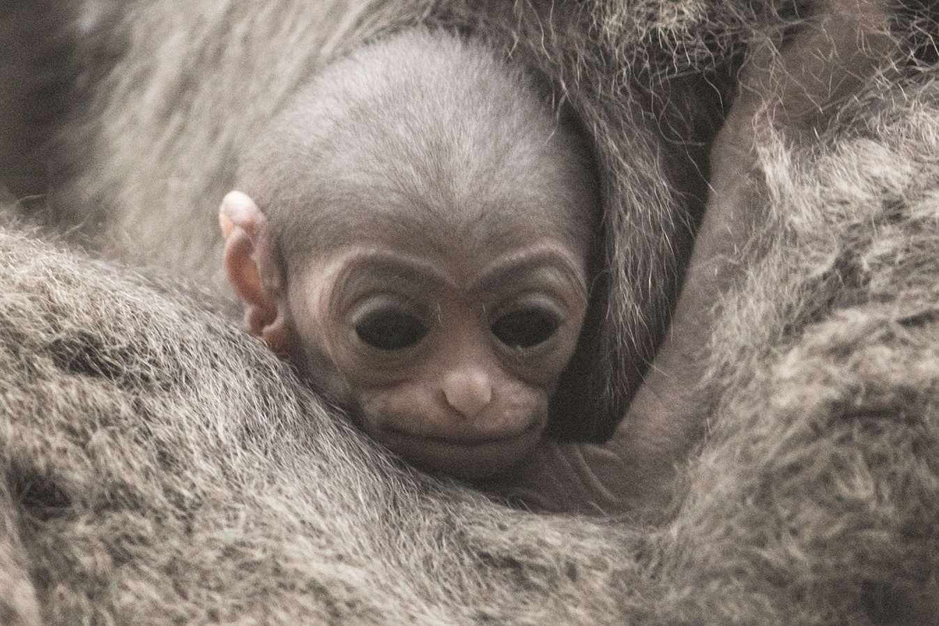 New mum Belle with her new arrival at Port Lympne