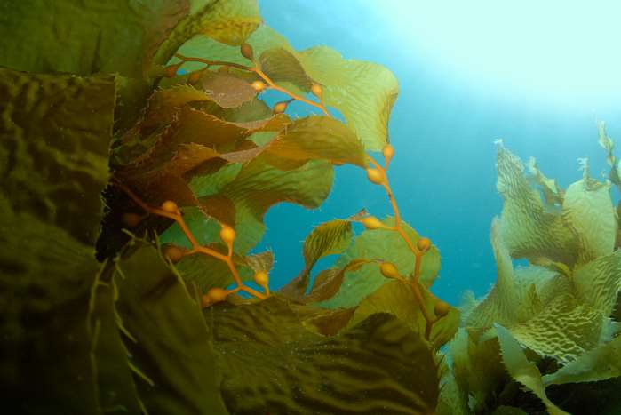 Find out more about seaweed
