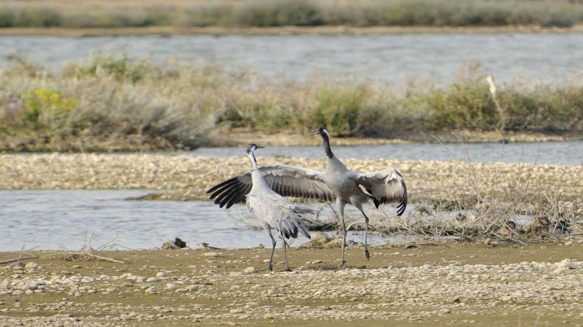 A pair of cranes dancing at Dungeness RSPB Reserve