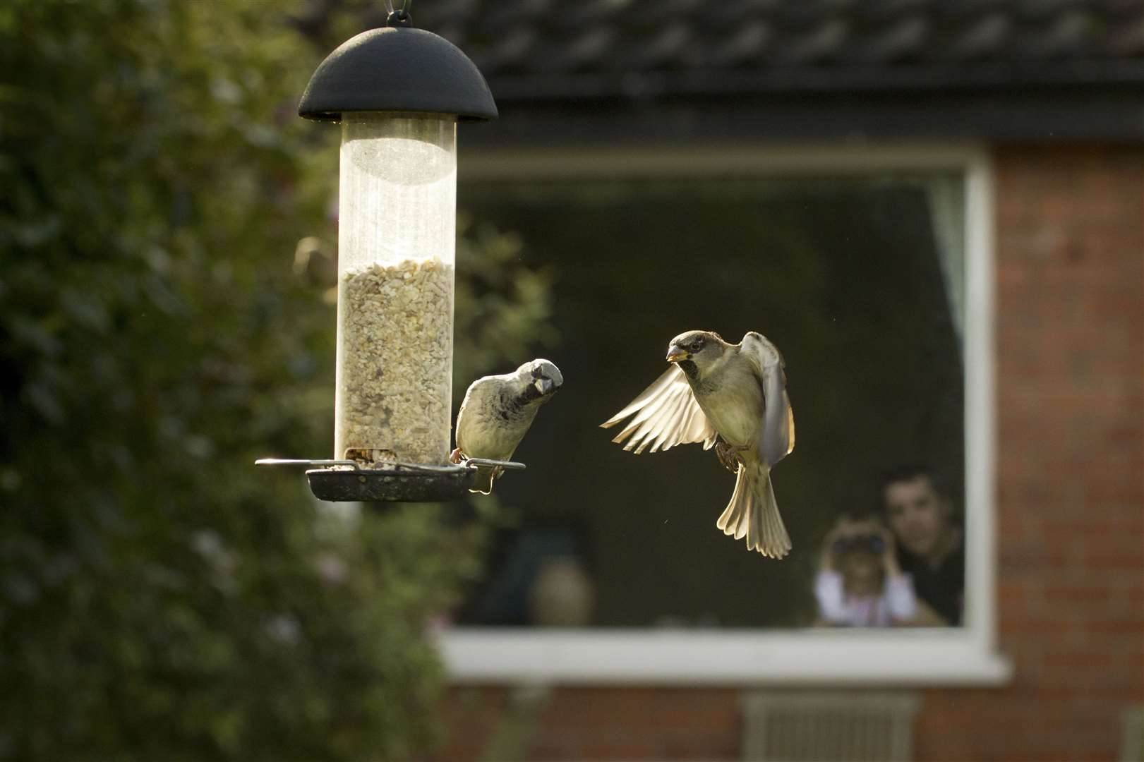 House sparrows head for the feeder Picture: RSPB Images/ Ben Hall