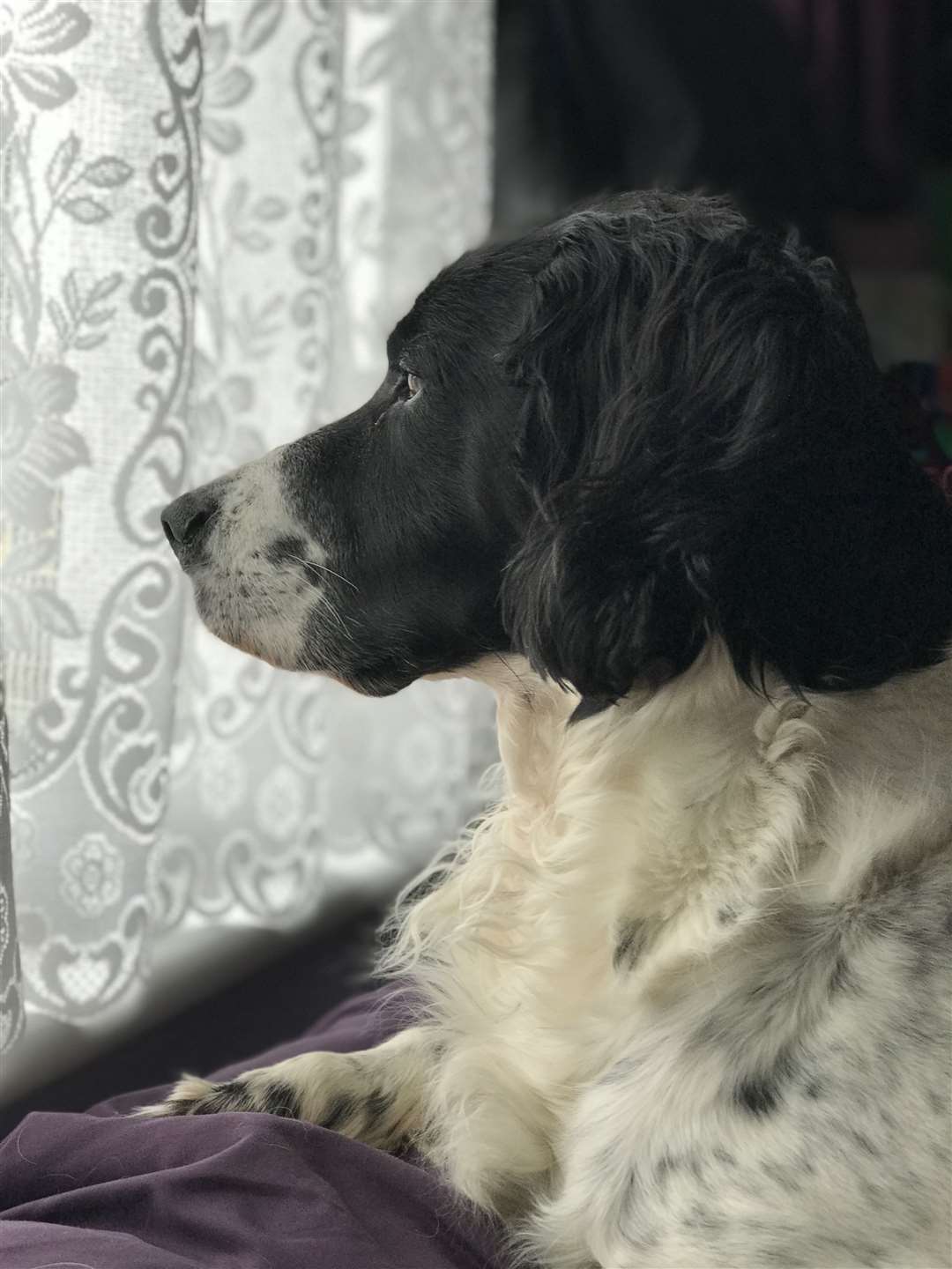 Kent Online apprentice Megan Carr's springer spaniel Ebb watching the outside world from the inside