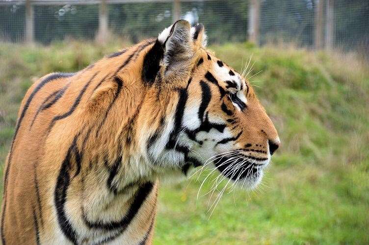 Wingham Wildlife Park has wowed viewers with its tours and animal feeds broadcast online