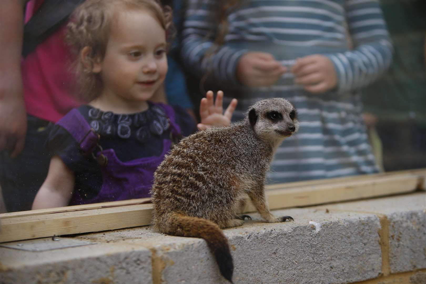 Meet the meerkats and many other creatures at Kent Life