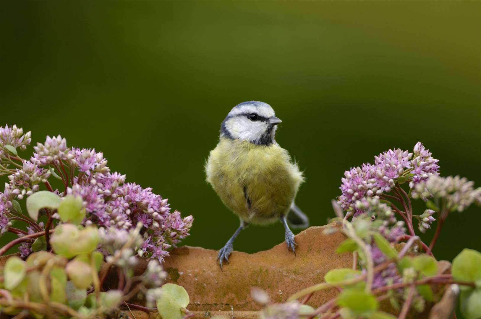 You might spot a blue tit in your garden Picture: RSPB