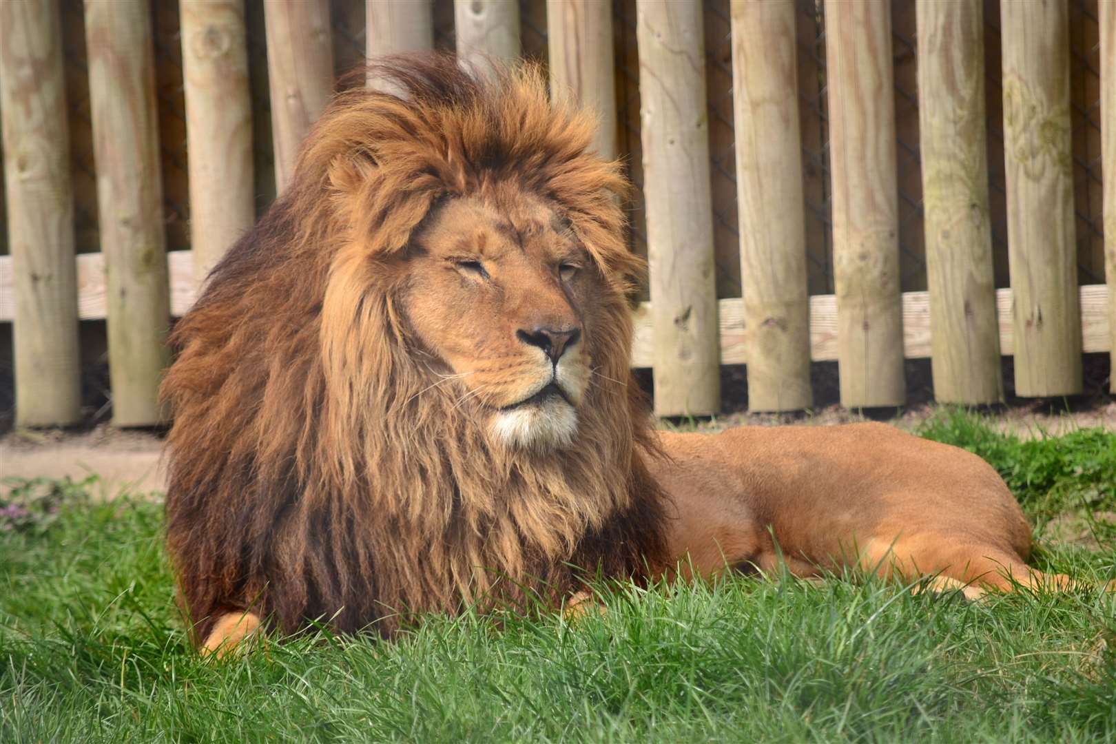 About 500 people will be allowed in each day to see the animals. Pic: Rob Prior