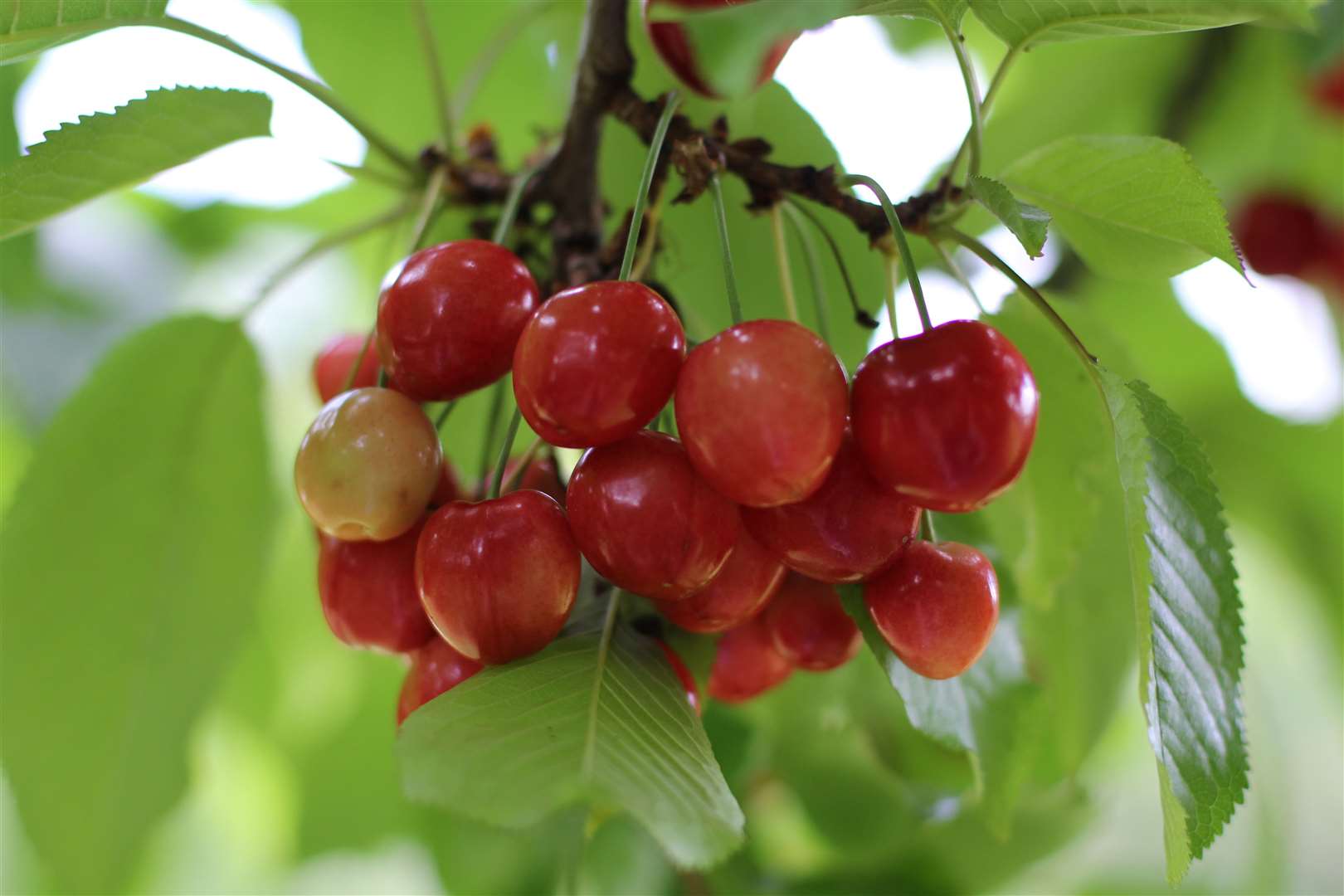 The Cherry Fair is a wonderfully summery event for families