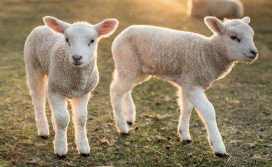 See newborn lambs, birds of prey and creepy crawlies at Mount Ephraim. Picture: Mount Ephraim