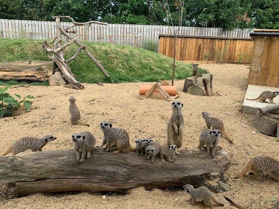 Meerkats at the Fenn Bell Inn