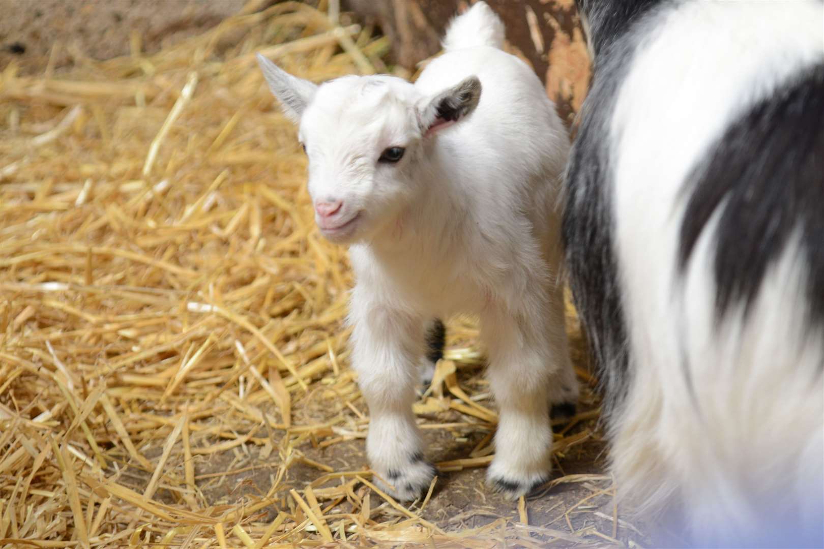 The Rare Breeds Centre, Woodchurch