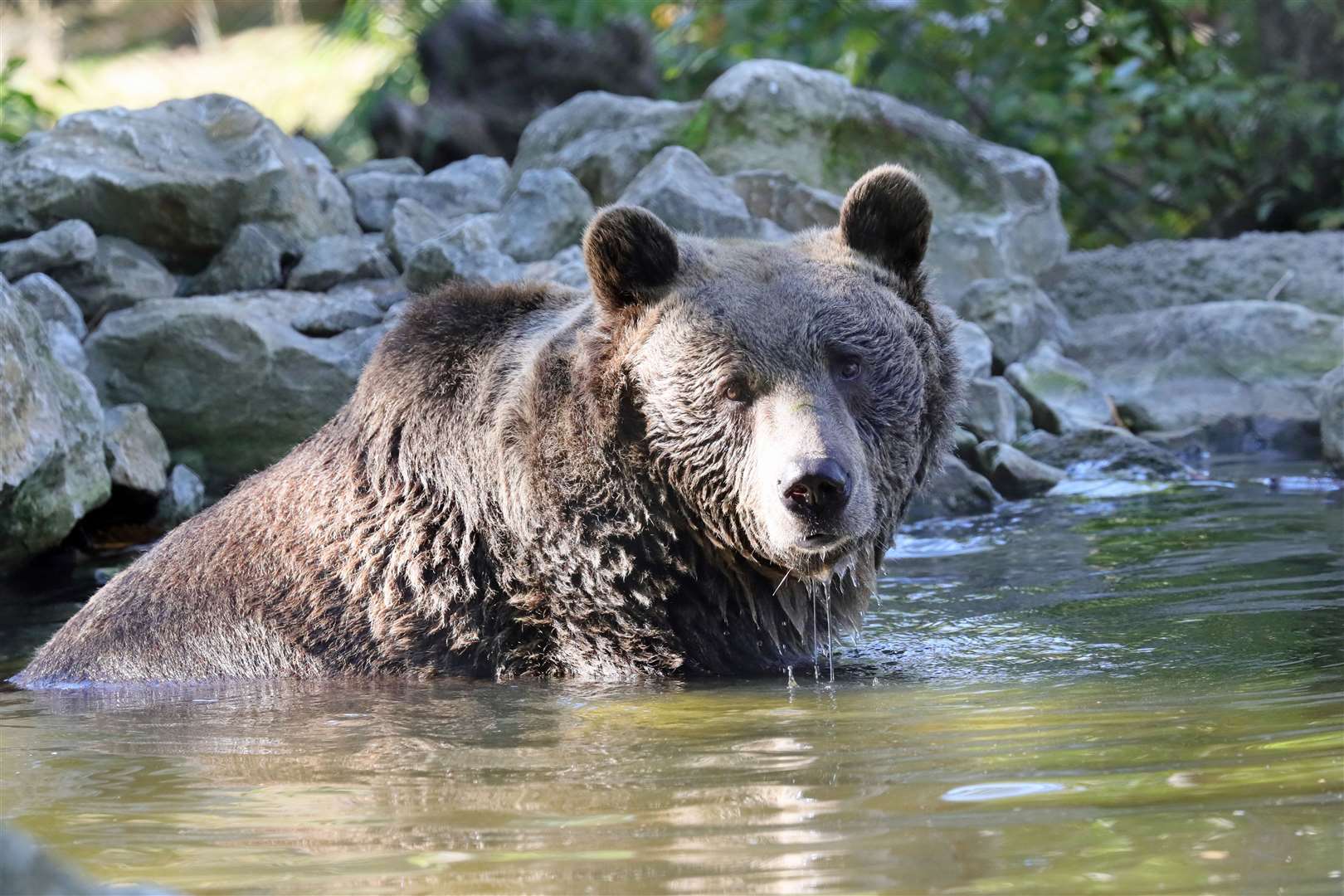 One of the bears takes a dip at Wildwood which has been ranked highly for its eco-friendly credentials