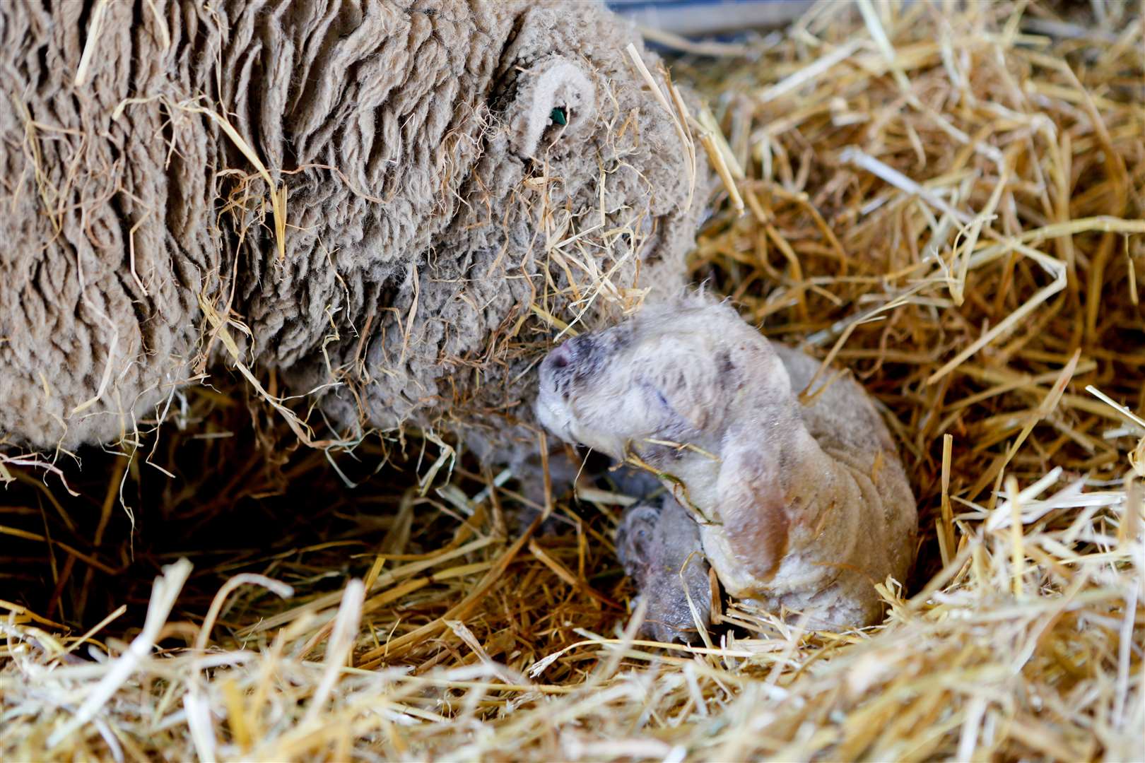 Lambs are beginning to arrive now spring is on its way