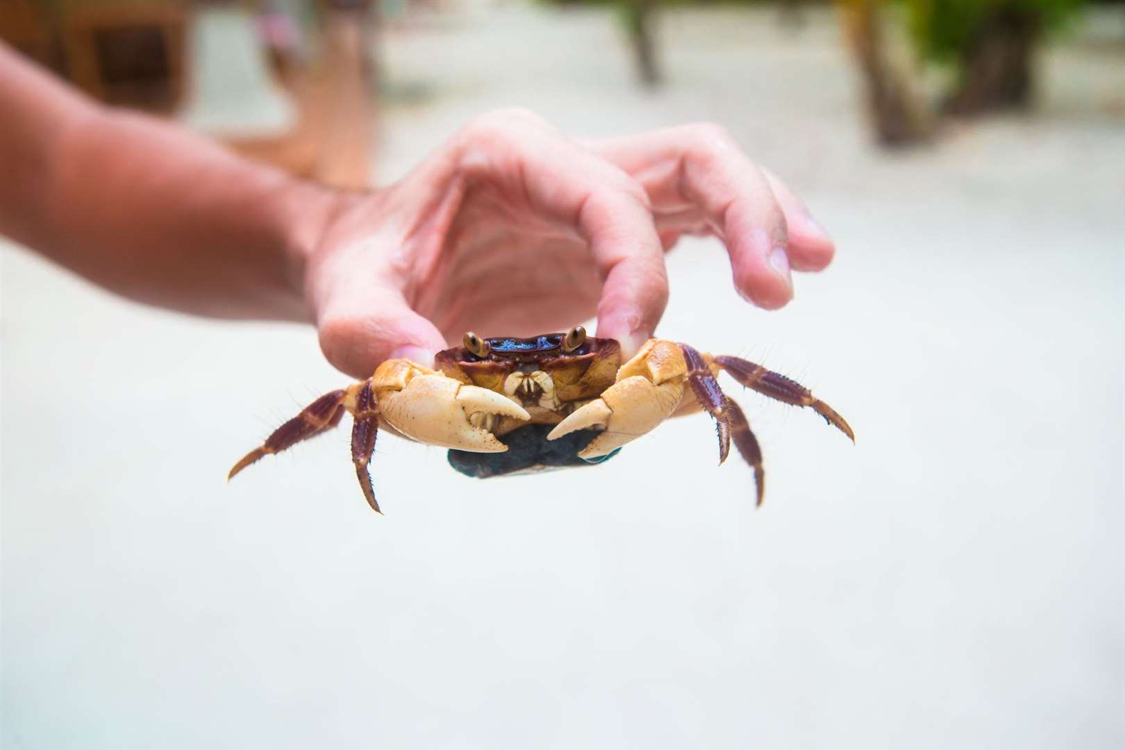 Crabbing in Kent is an activity that costs very little
