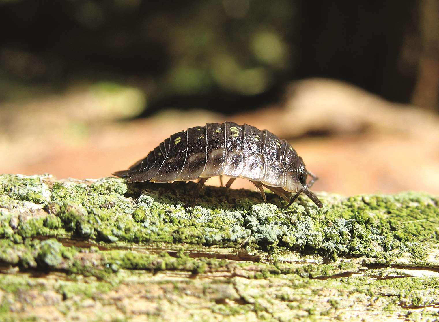 The humble woodlouse is also known as a pea bug or cheesy bug