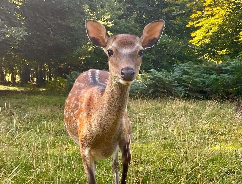Have lunch with the wild deer at Instagram hotspot Knole Park