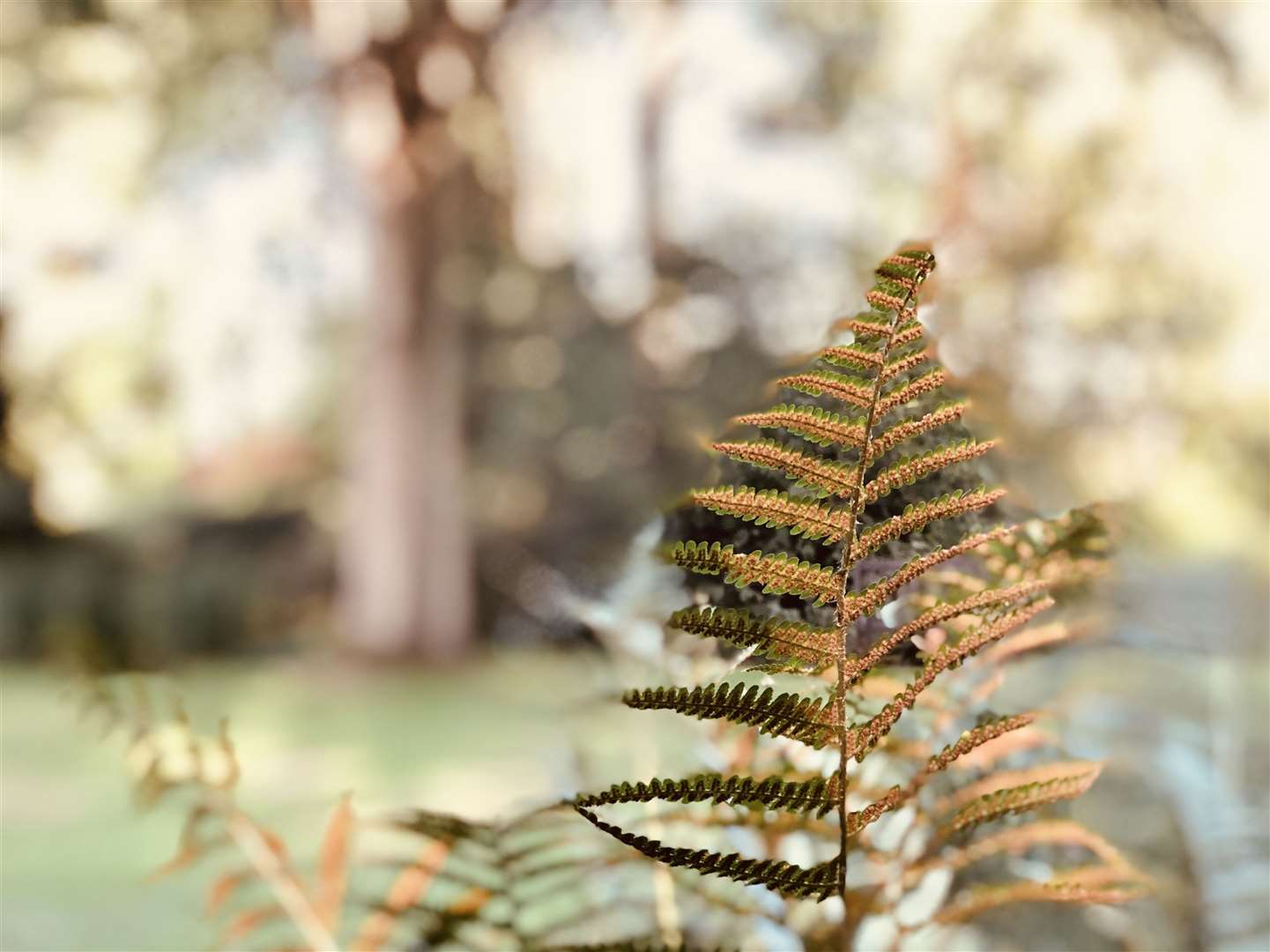 Autumn at Great Comp Gardens