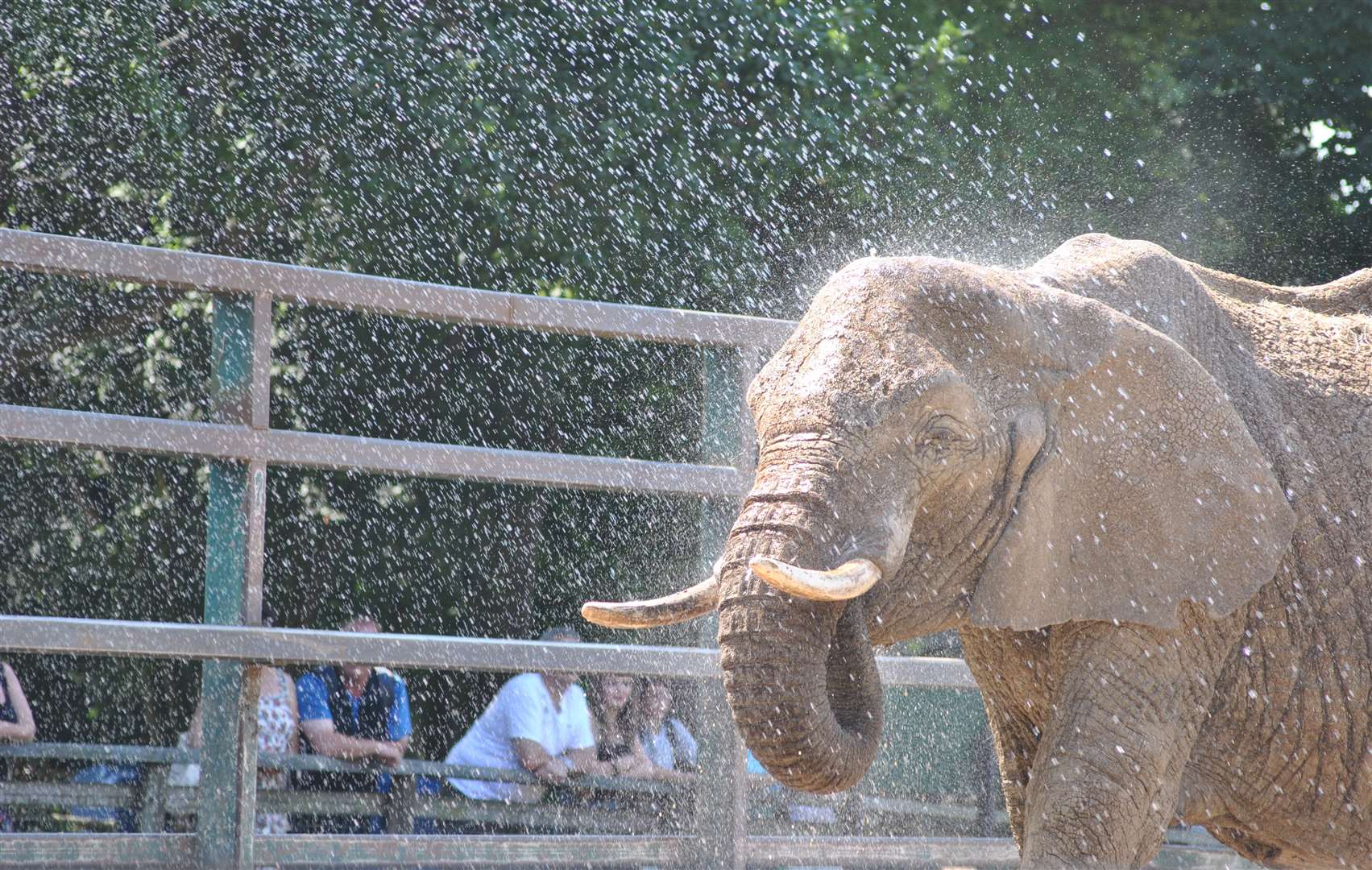 Howletts is home to the UK’s largest herd of African elephants. Picture: Howletts