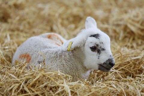Lambing in Kent