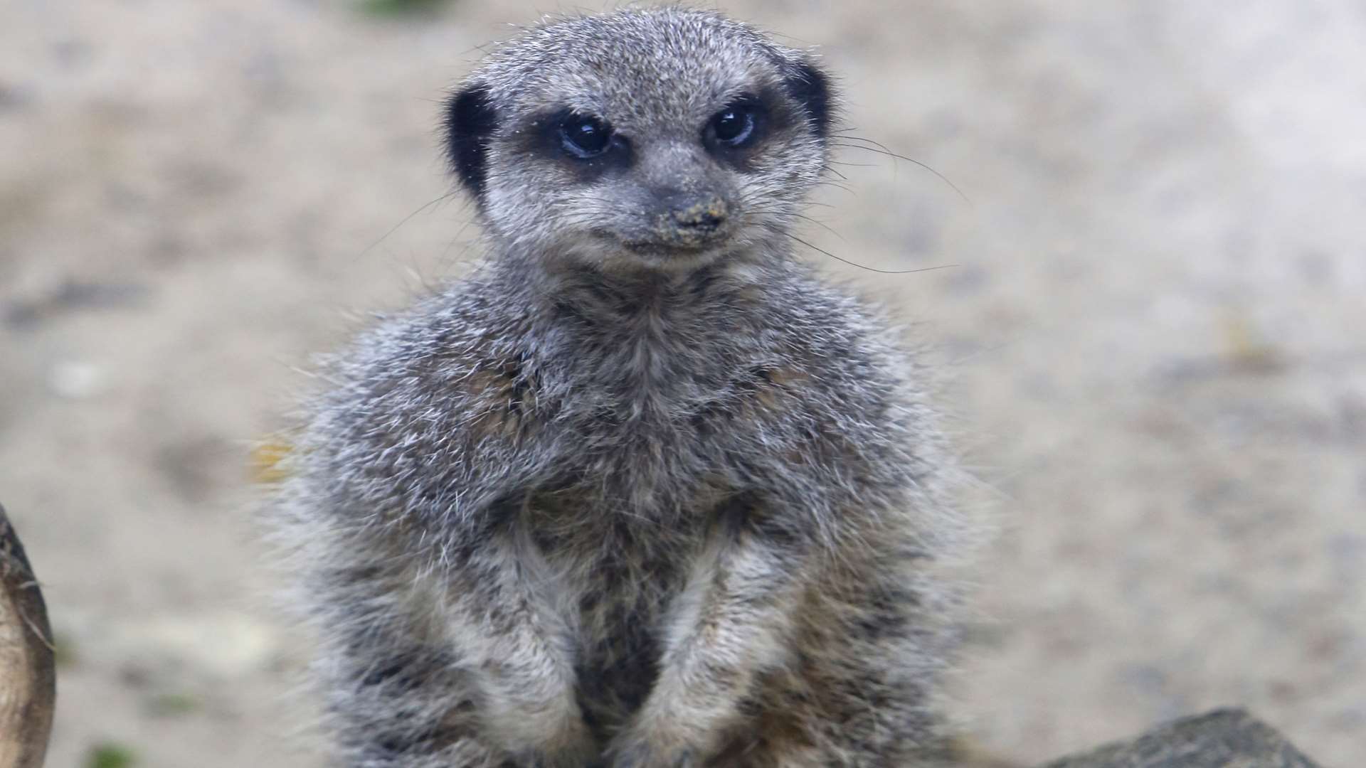 Shilo the Meerkat