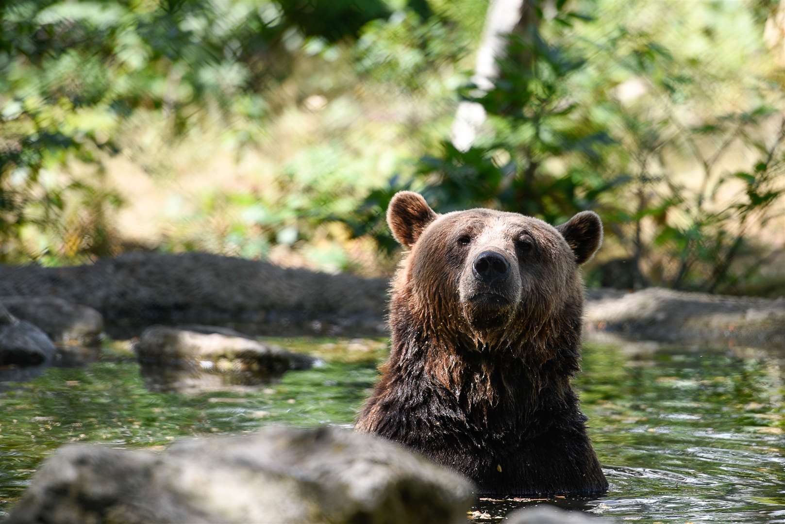 The wildlife at Wildwood will see visitors again from next week