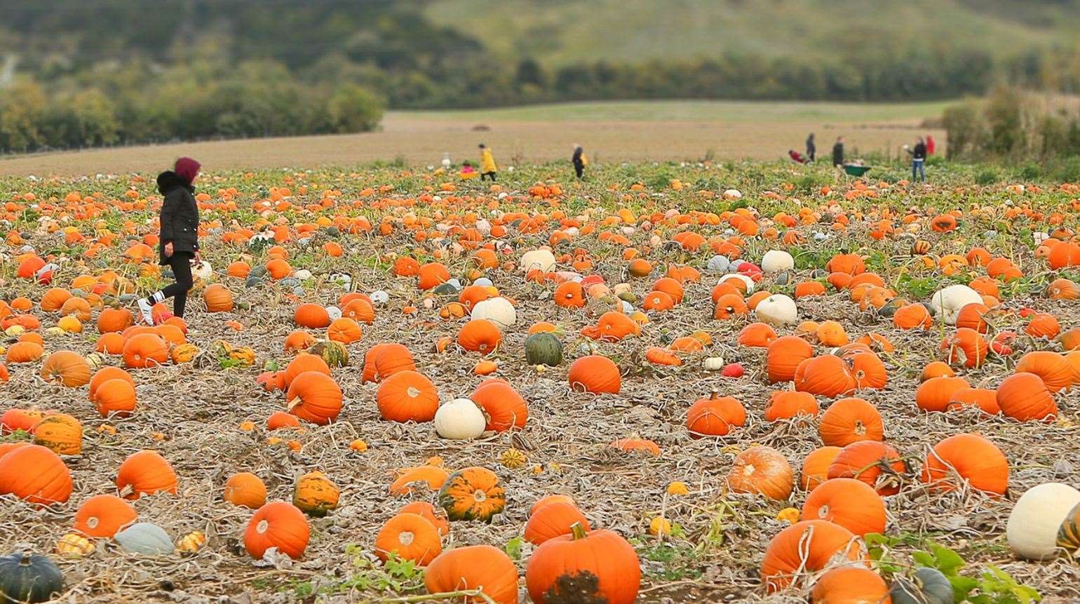Grab your wellies and explore Kent’s pumpkin patches this October