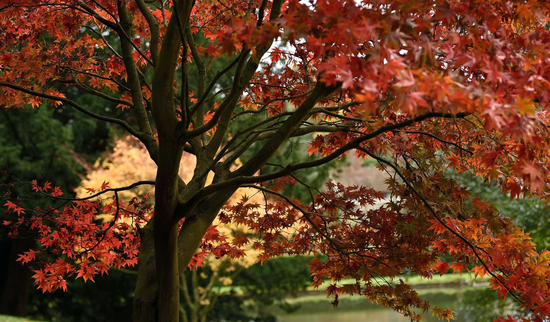 The walk from Ightham Mote to Wilmot Hill includes winding country lanes and peaceful woodland. Picture: National Trust Images