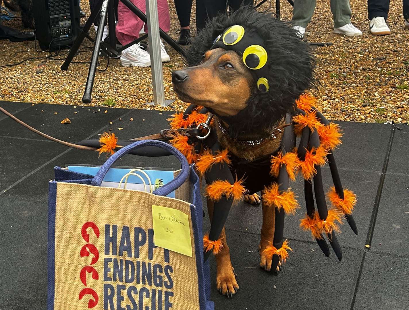 Macknade’s dog is raising money for local charity, Happy Endings Rescue. Picture: Macknade