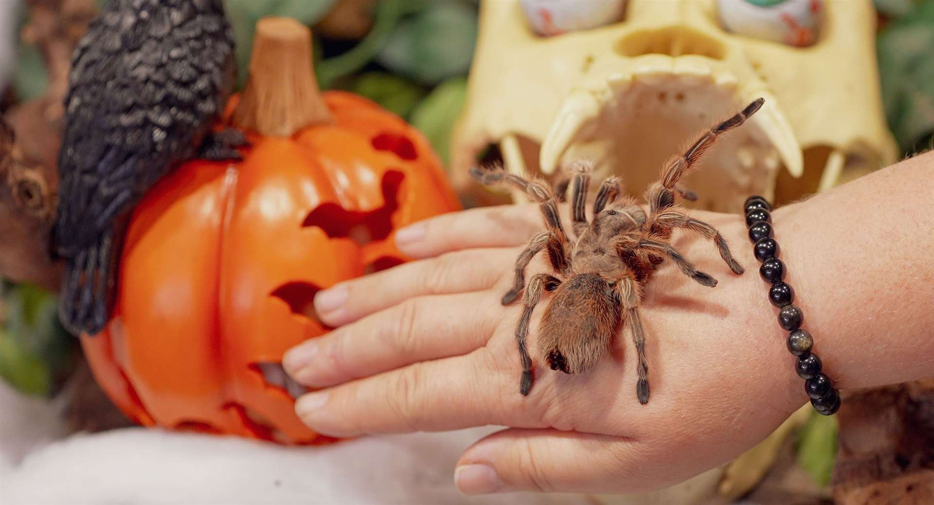 Are you brave enough to get up close to the creepy crawlies? Picture: Howletts