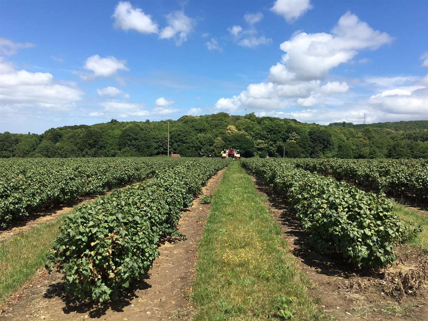 Gushmere Court Farm in Faversham