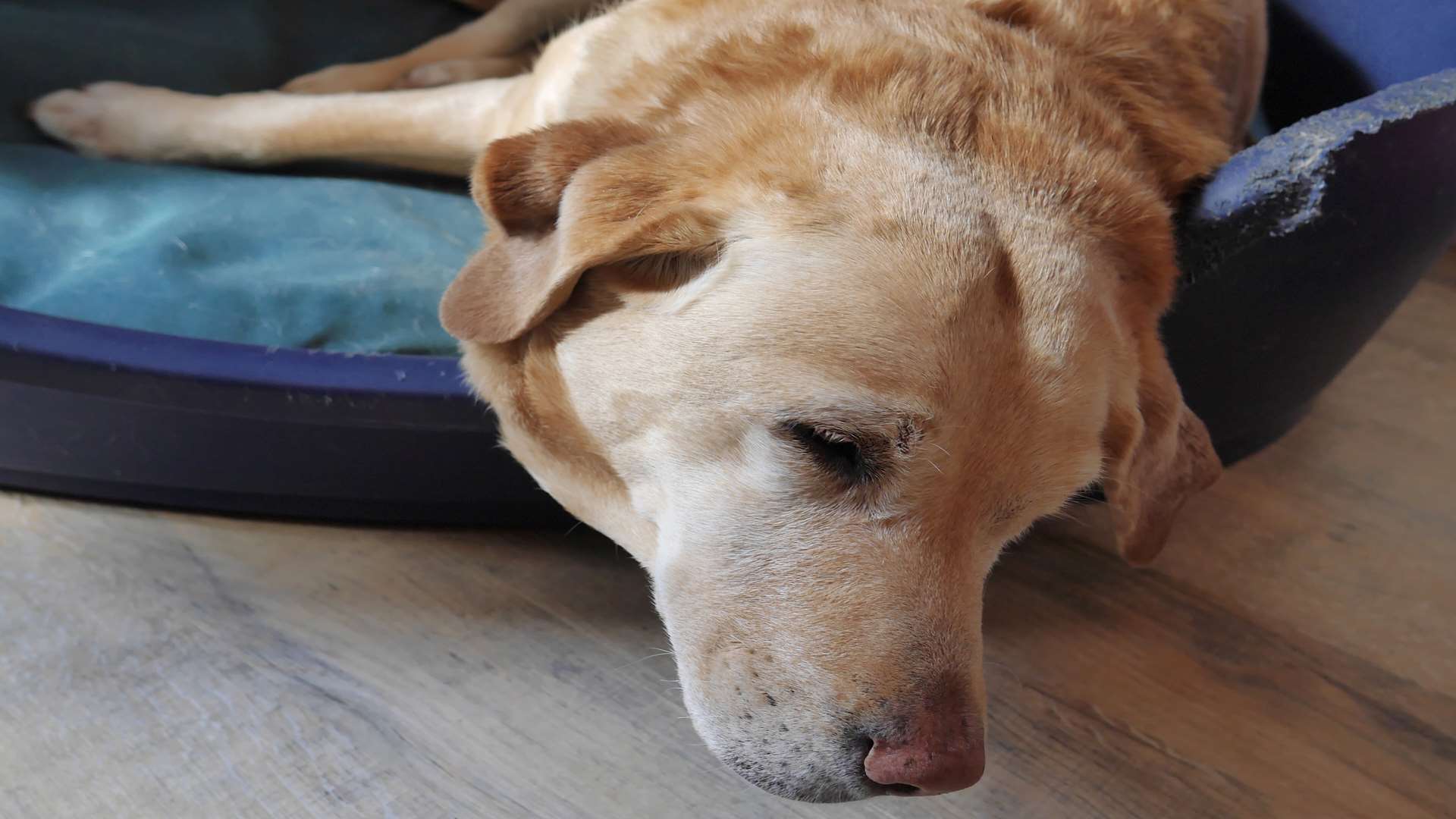 Charlie O'Brien My Kent Family blog At Christmas Tree Farm, Downe