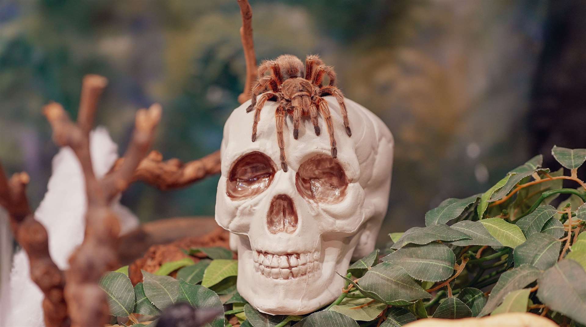 Get up close to creepy crawlies with free kids’ tickets at Howletts. Picture: Howletts