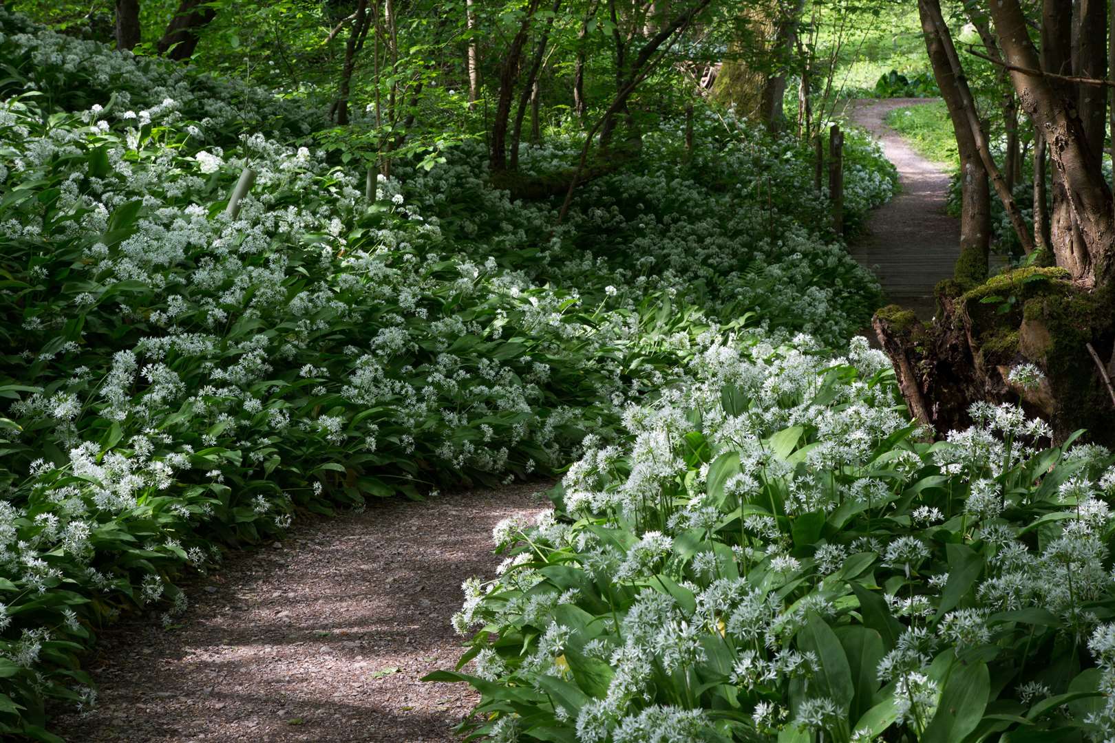 A one way system will guide visitors around the gardens