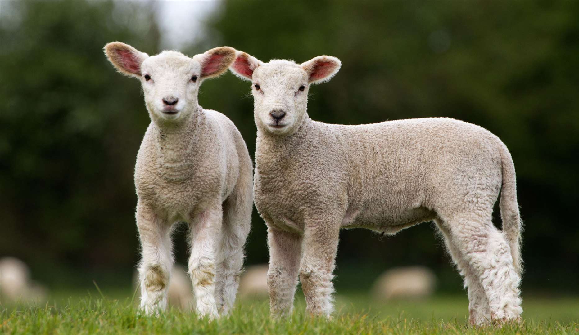 Lambing season returns this spring with plenty of places in Kent to see newborn lambs. Picture: iStock