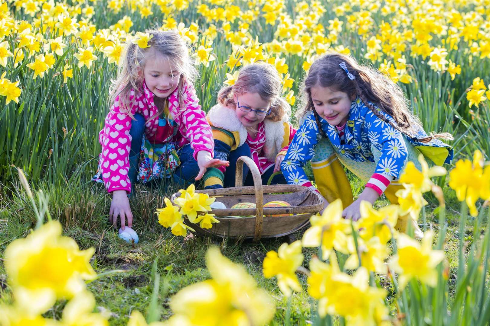Three little girls are doing an easter egg hunt in a field of daffodils. (8175312)