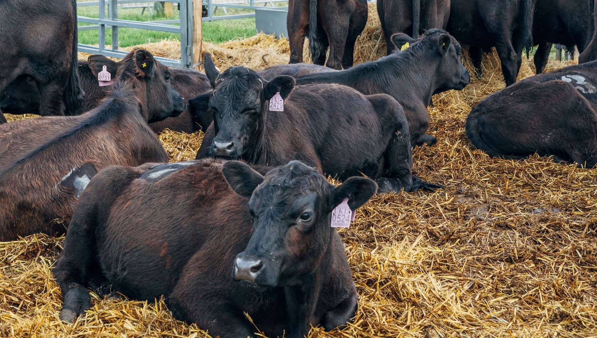 Visitors can meet and possibly even feed animals at some Kent farms. Picture: iStock