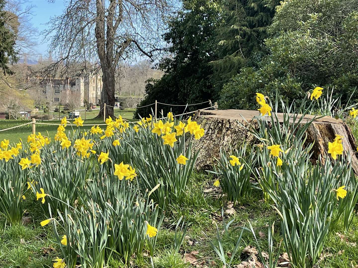 Spring is in bloom at Hever Castle. Picture: Vikki Rimmer