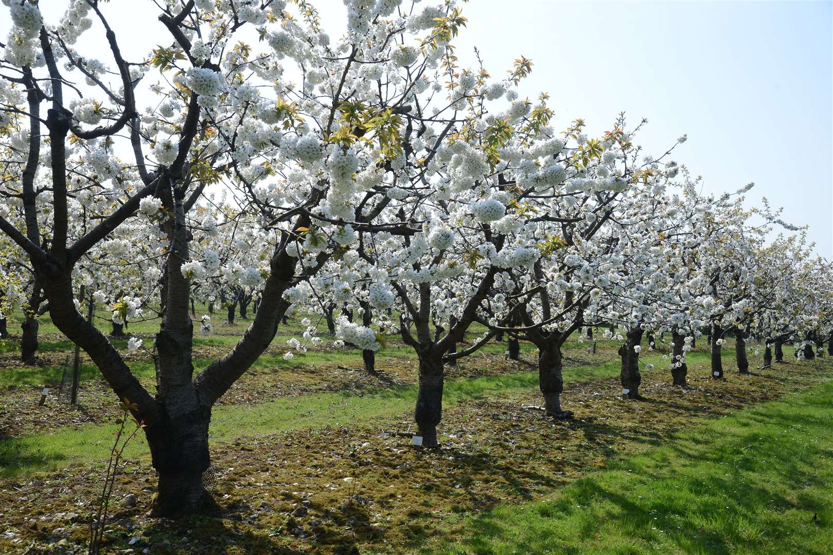 The blooming orchards last year Picture: Gary Browne