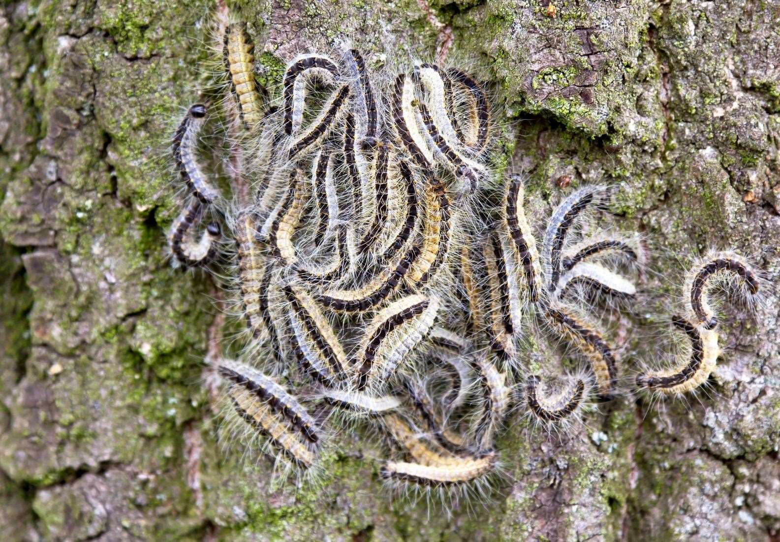 The caterpillars emerge and move down trees ahead of transforming into moths. Image: Stock photo.