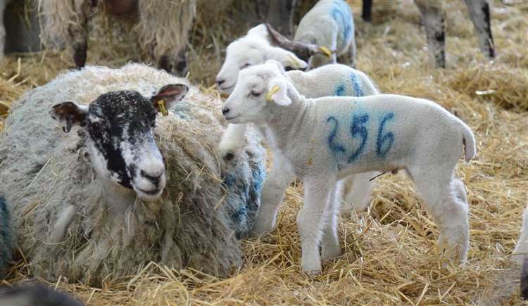 Lambs with their mother at the lambing weekend. Picture: Hadlow College