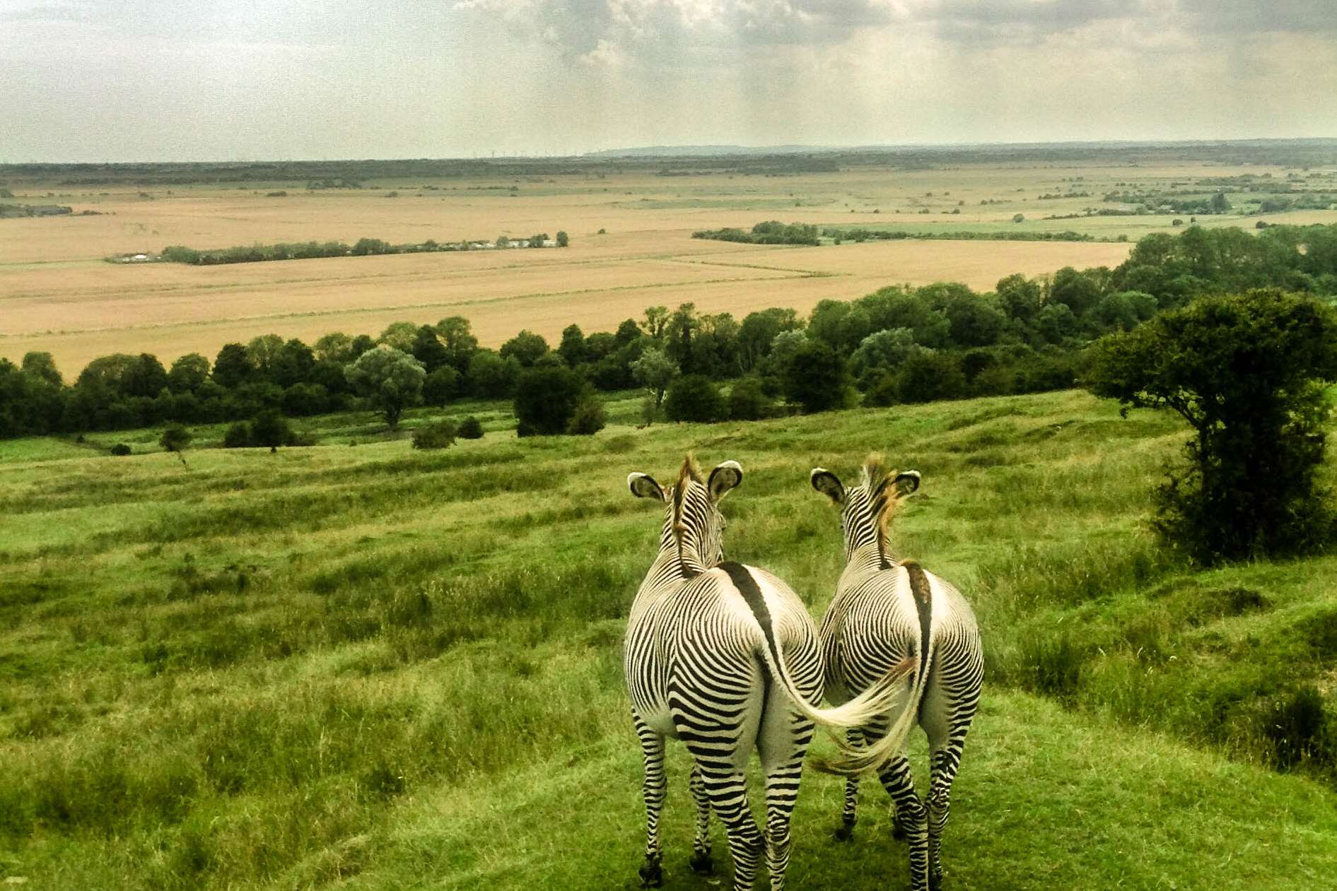 Zebra on the African Experience at Port Lympne Reserve