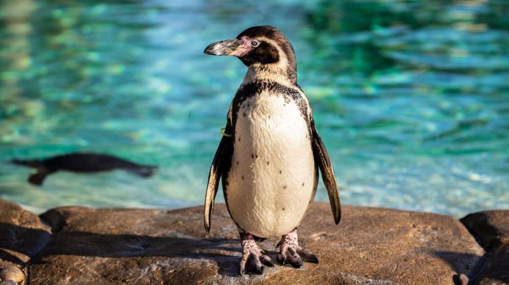 Zoos and wild animal parks across the UK are taking part