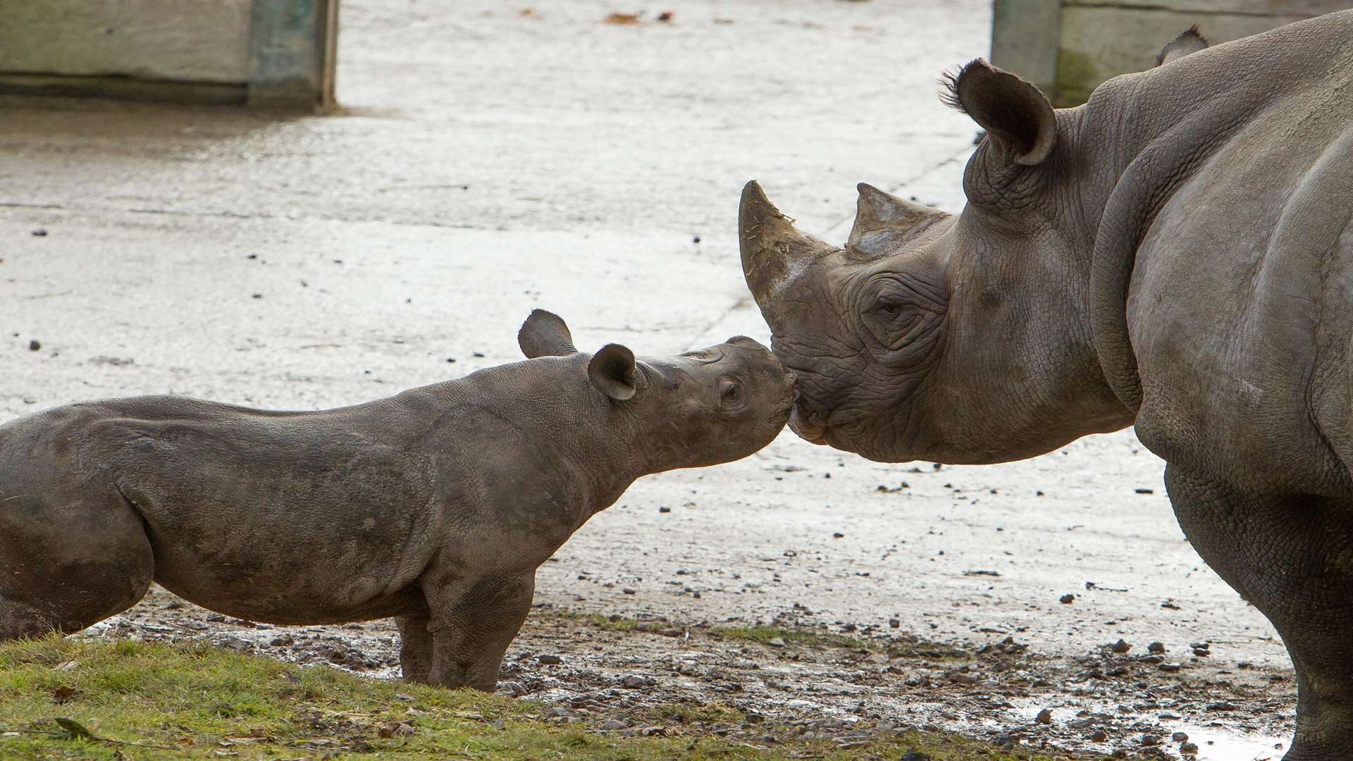 Rukuru and mum Nyasa at Port Lympne Reserve