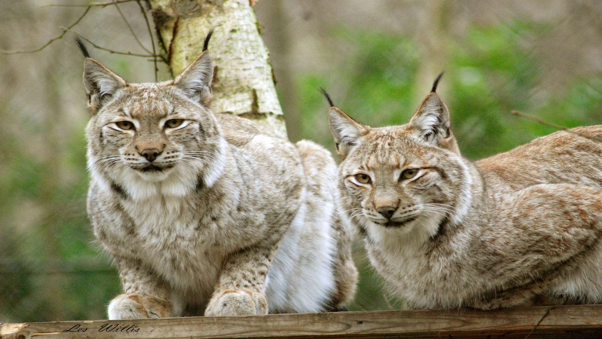 There's over 40 species of animals to discover at Wildwood